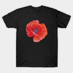 Poppy flower painting (no background) T-Shirt